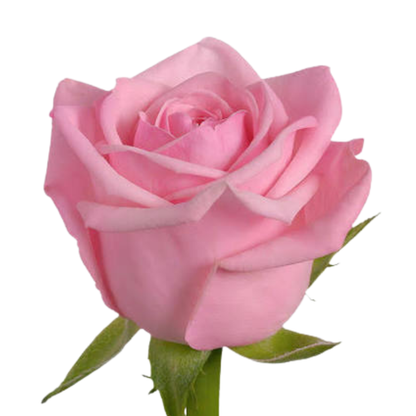 9 Roze Heaven