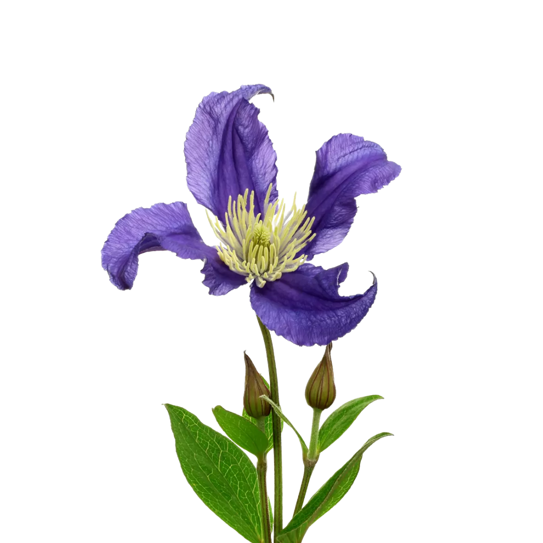 9 Klematis Blue Pirouette