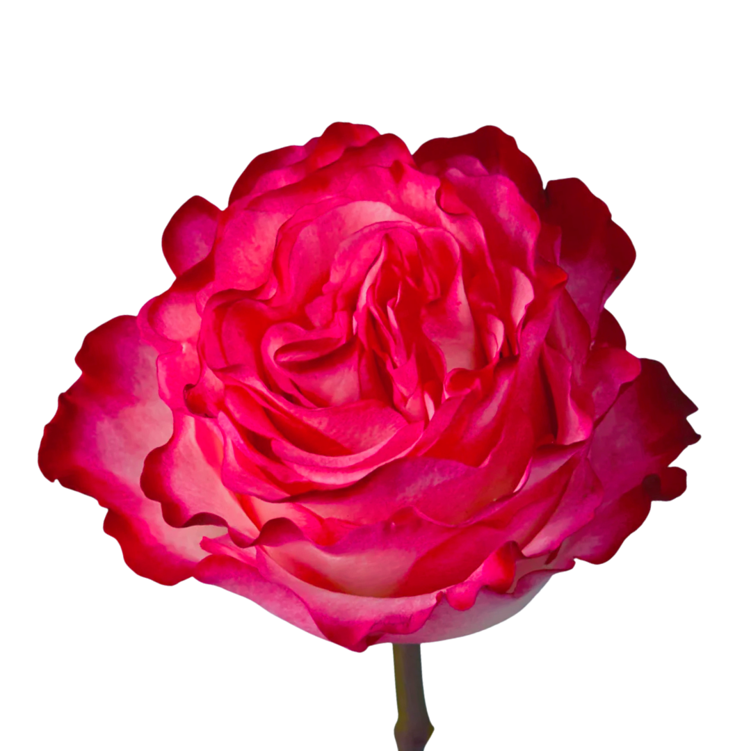 9 Roze Enchantment