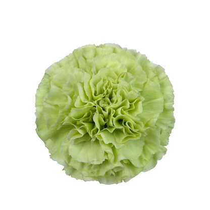 9 Diantus Alessandria