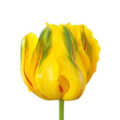 9 Tulpe Cour Parrot