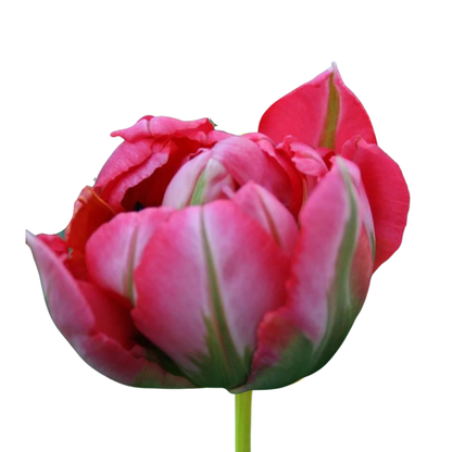 9 Tulpe Flash Point