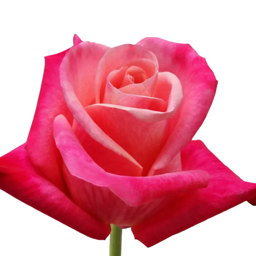 9 Roze Helene