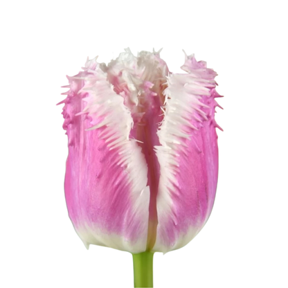 9 Tulpe Hawaii