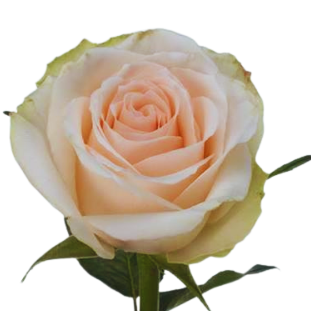 9 Roze High &Bridal