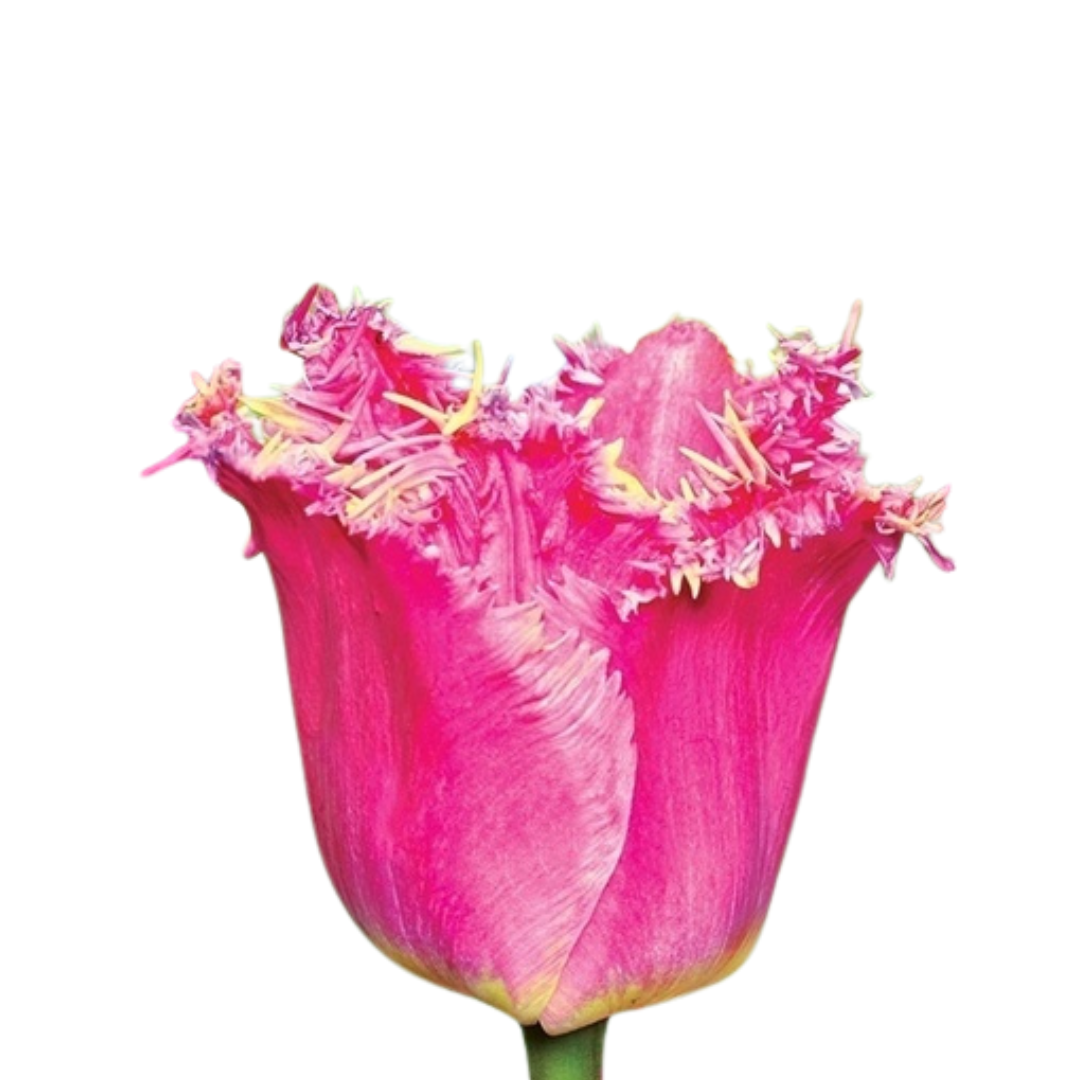 9 Tulpe Katie Melua