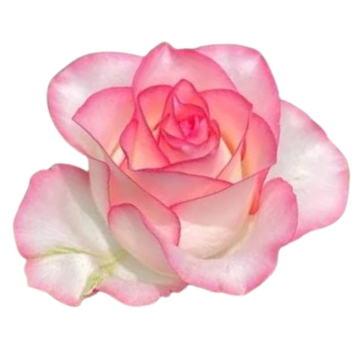 9 Roze Jumilia