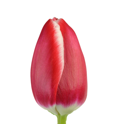 9 Tulpe Kung-Fu