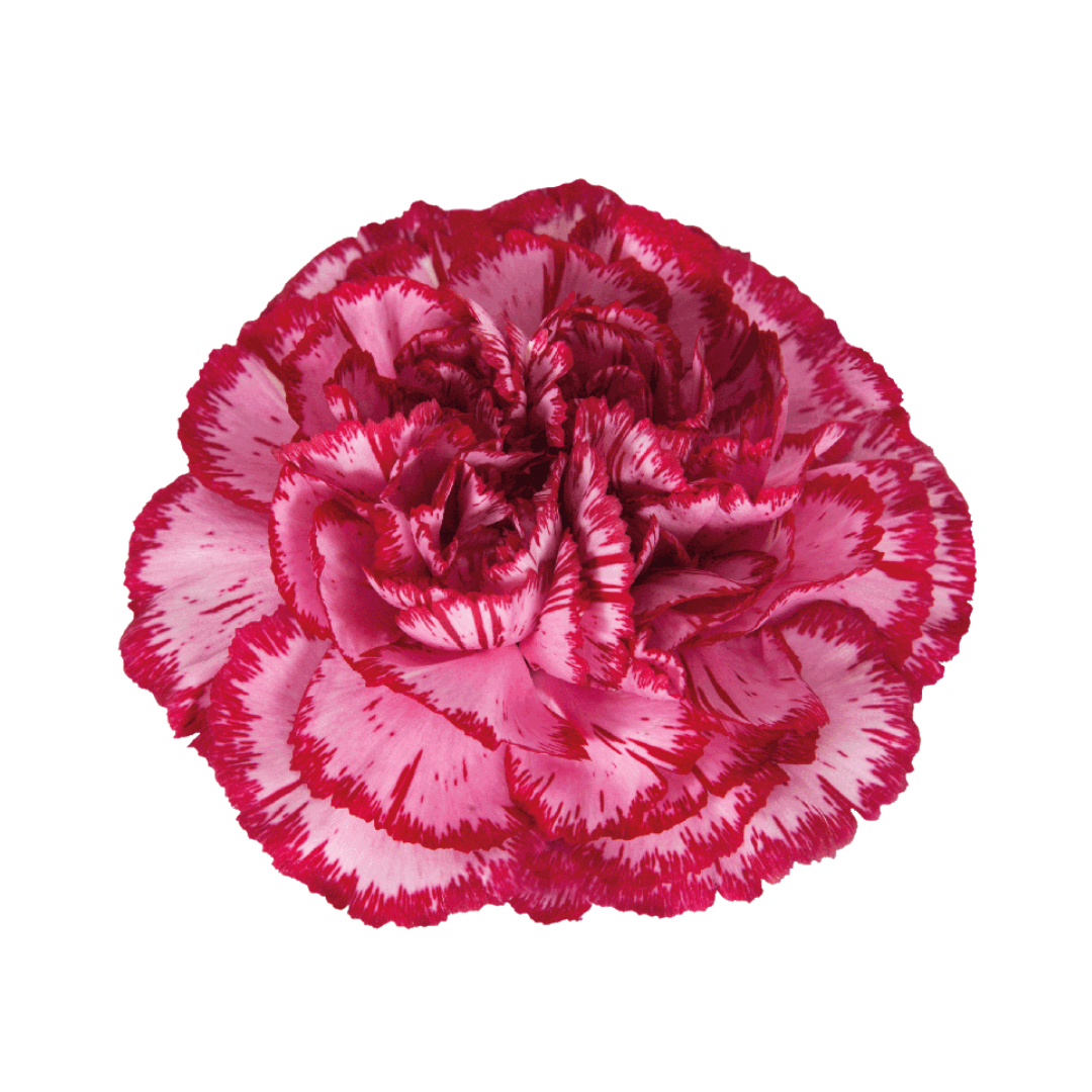 9 Diantus Bacarat Purpl