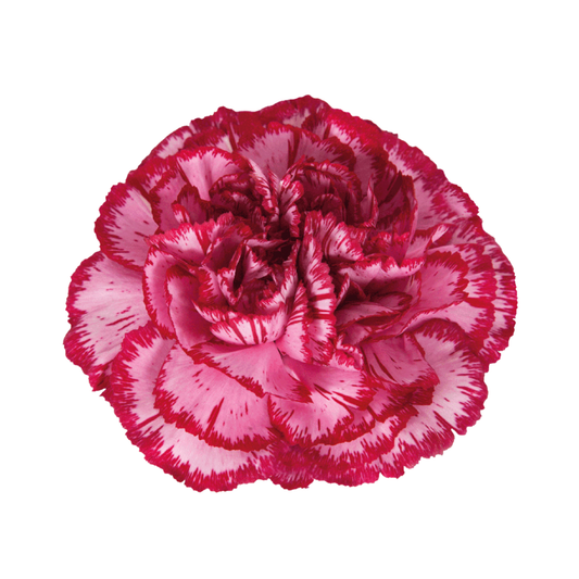 9 Diantus Bacarat Purpl