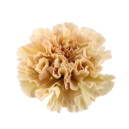 9 Diantus Cappuccino