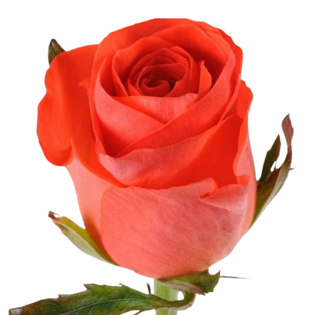 9 Roze Mandarin