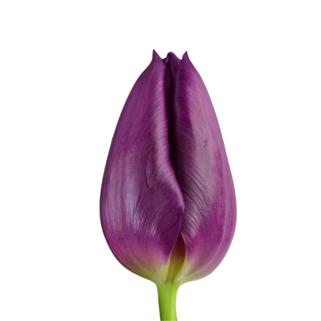 9 Tulpe Laptop