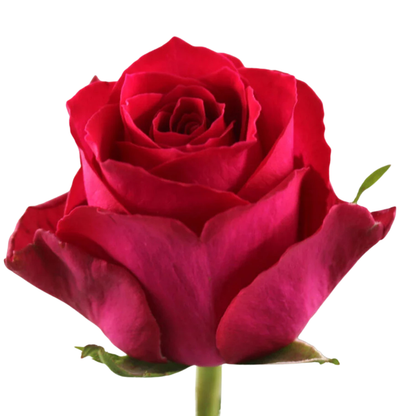 9 Roze Madam Cerise