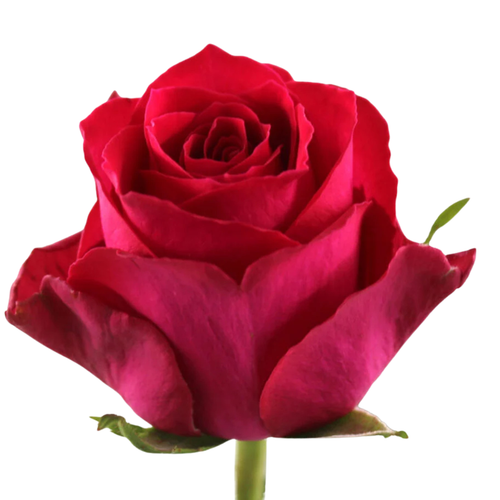 9 Roze Madam Cerise