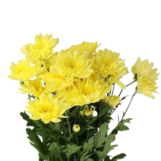 9 Krizantēma Baltica Yellow