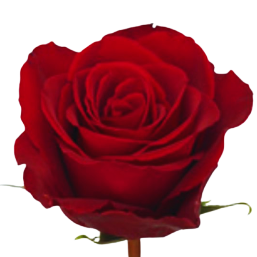 9 Roze Madam Red