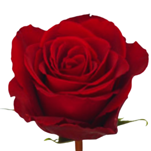 9 Roze Madam Red