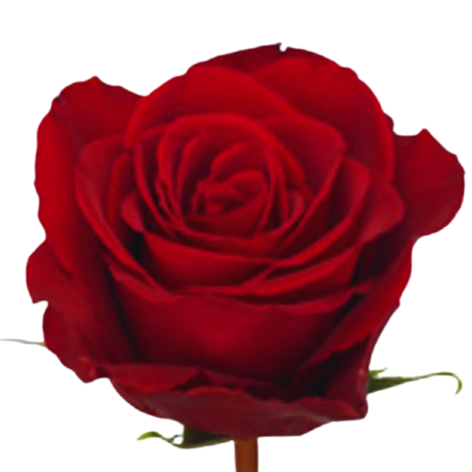 9 Roze Madam Red