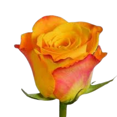 9 Roze Marie Claire