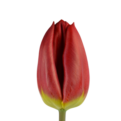 9 Tulpe Love Fligth
