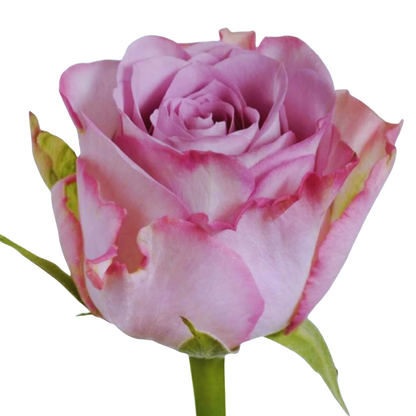9 Roze Memory Lane