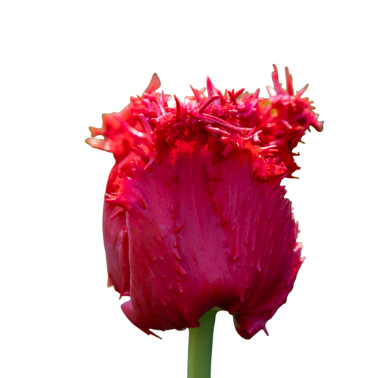 9 Tulpe Philly Belle