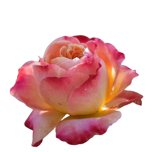 9 Roze Meteor