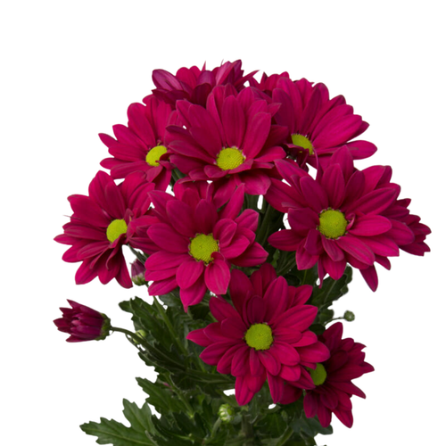 9 Krizantēma Purple Star