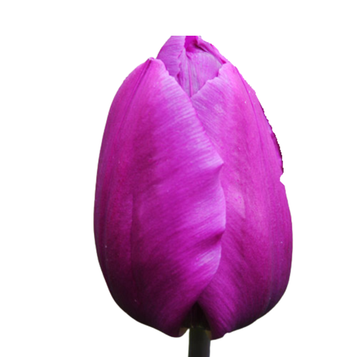 9 Tulpe Purple Prince