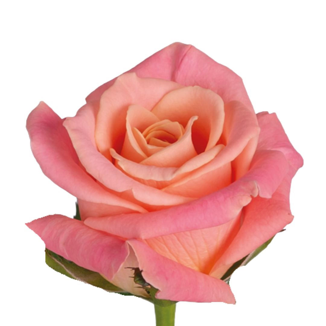 9 Roze Miss Piggy
