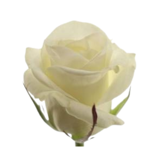 9 Roze Athena