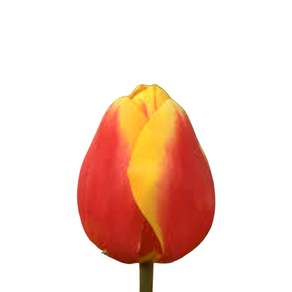 9 Tulpe Residence