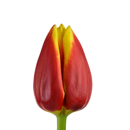 9 Tulpe Russia