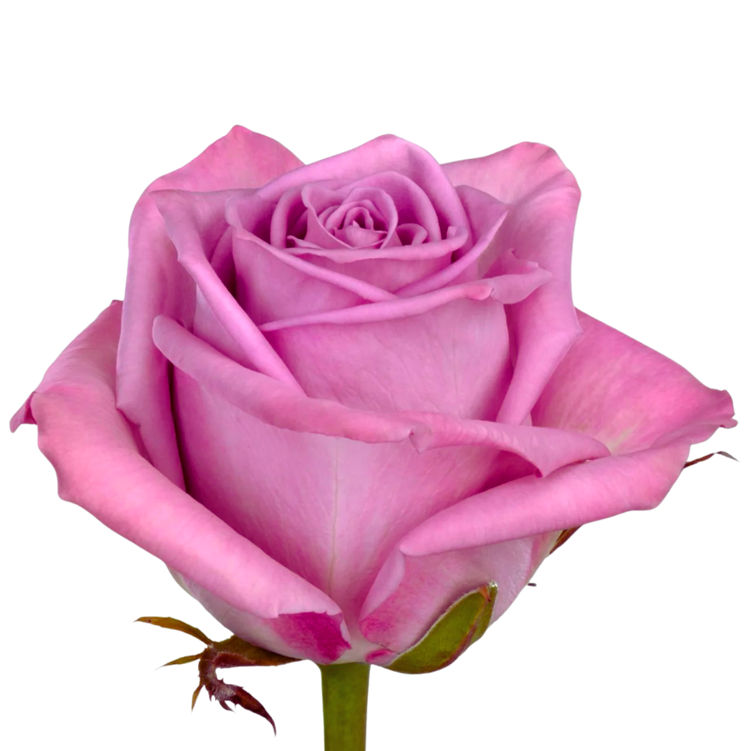 9 Roze Nayeli