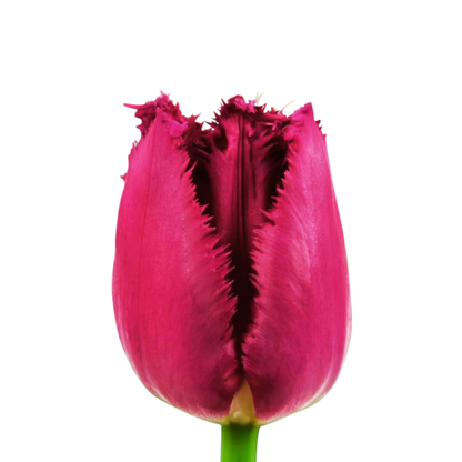 9 Tulpe San Christina