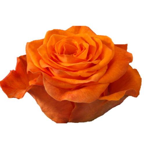 9 Roze Orange Wave