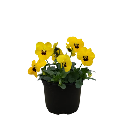 18 Atraitnīte Yellow+eye