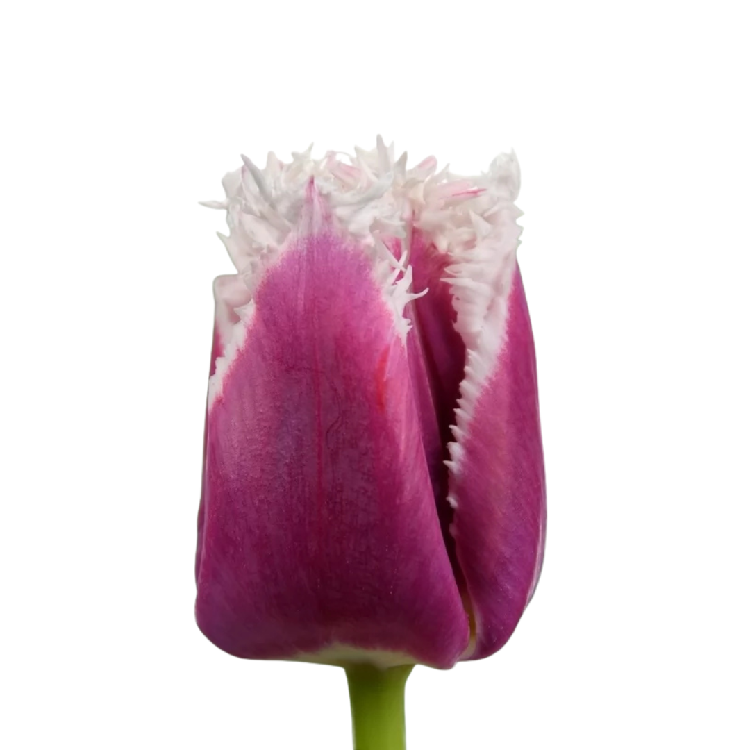 9 Tulpe San Stefano