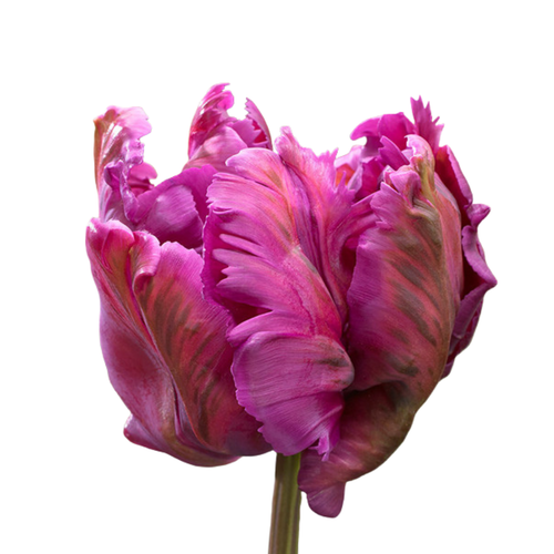 9 Tulpe Secret Parrot