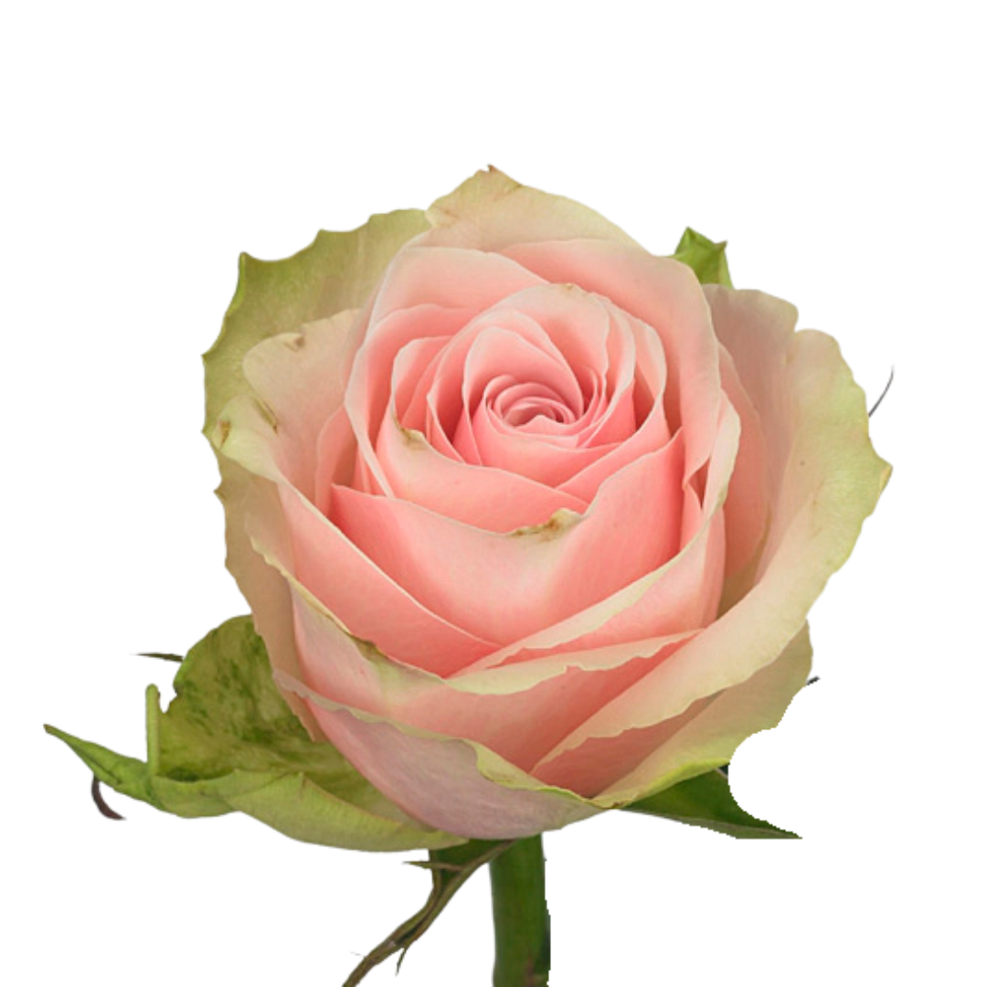 9 Roze Paloma