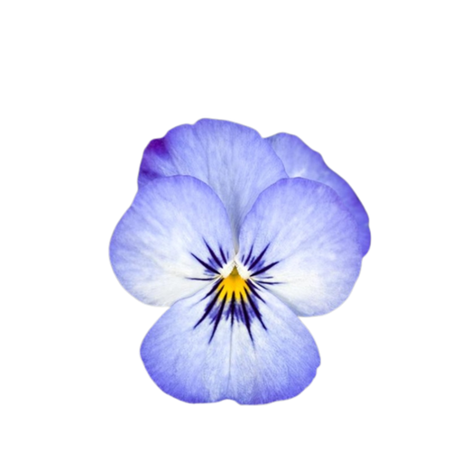 18 Atraitnīte Blue Ice