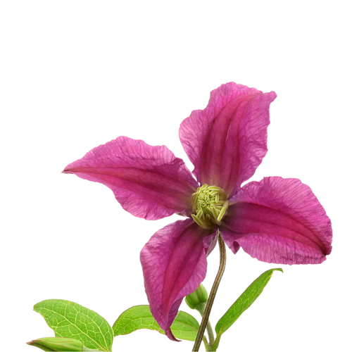 9 Klematis Amazing Kyiv