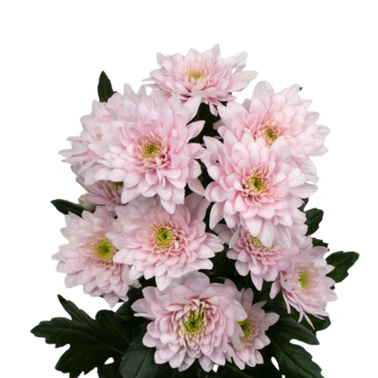 9 Krizantēma Pastela Pink