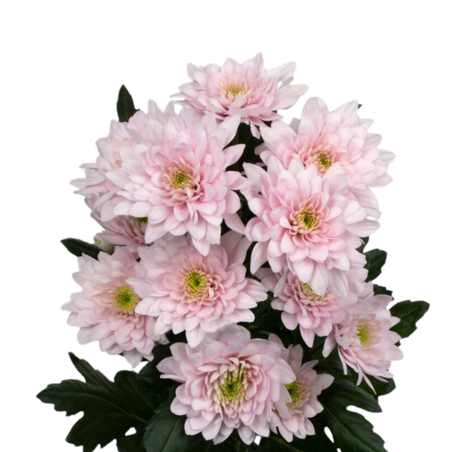 9 Krizantēma Pastela Pink