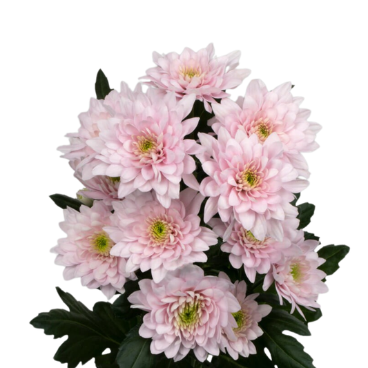 9 Krizantēma Pastela Pink