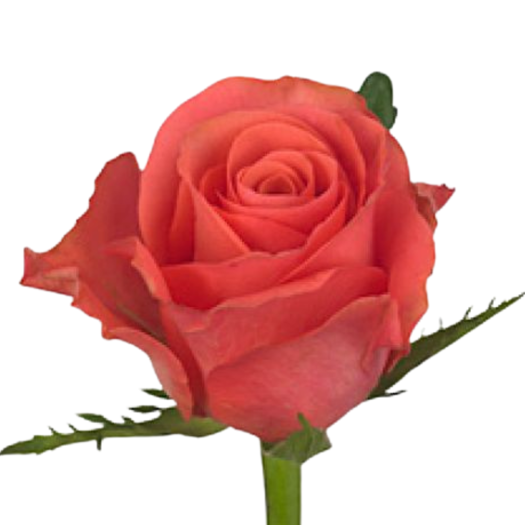 9 Roze Pink Tacazzi