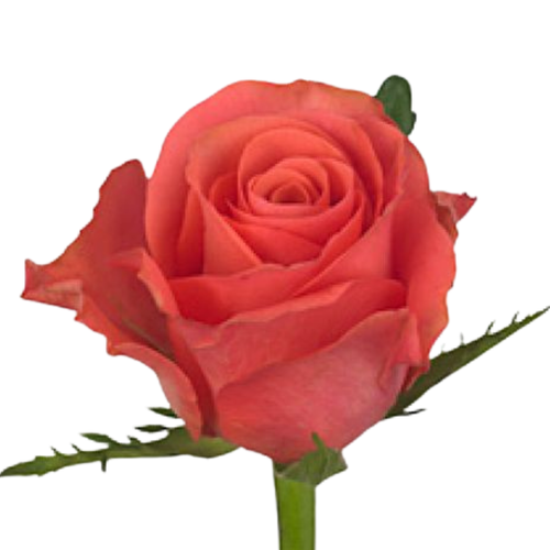 9 Roze Pink Tacazzi
