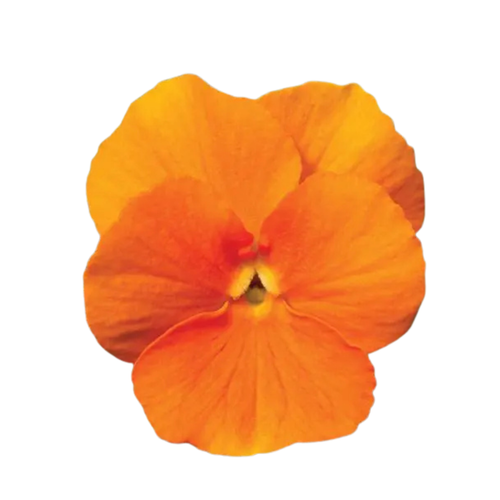 18 Atraitnīte Orange
