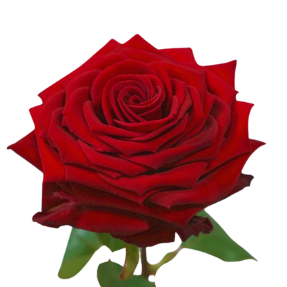 9 Roze Red Naomi
